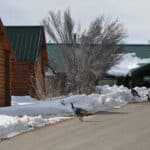 The Wild Turkeys at the park looking for food and warmth along the mounds of snow