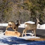 East Zion Adventures is home to many deer who roam the grounds during the winter