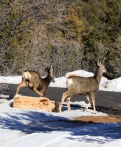 Winter in East Zion 6 East Zion Adventures is home to many deer who roam the grounds during the winter