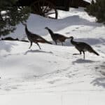 Turkeys traveling through the thick snow of Zion National Park