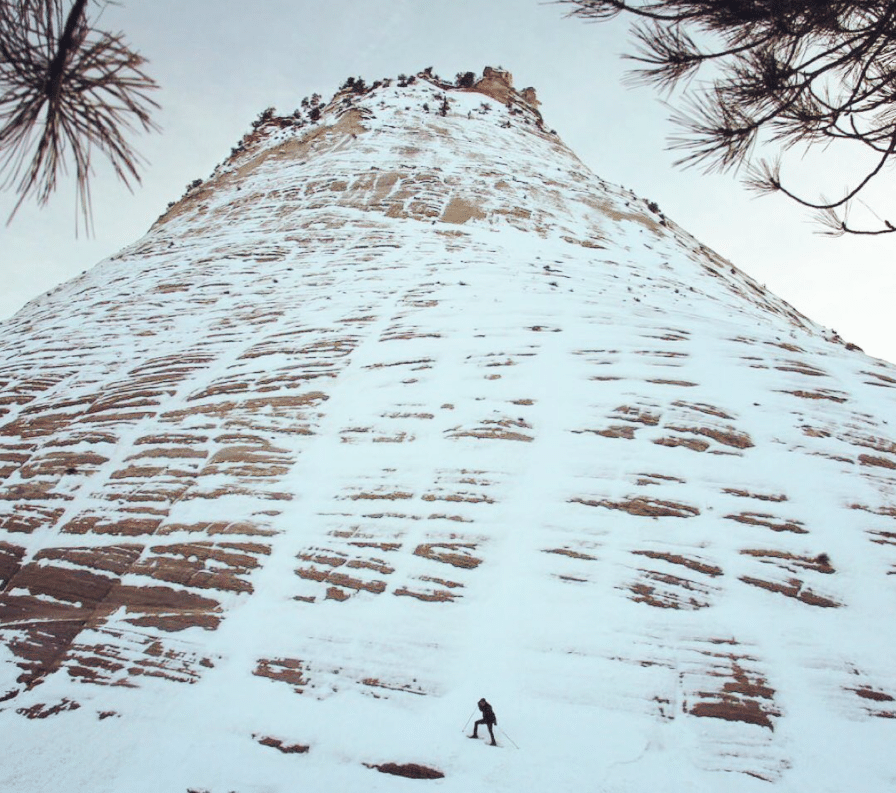 a group of palm trees on the side of a snow covered slope