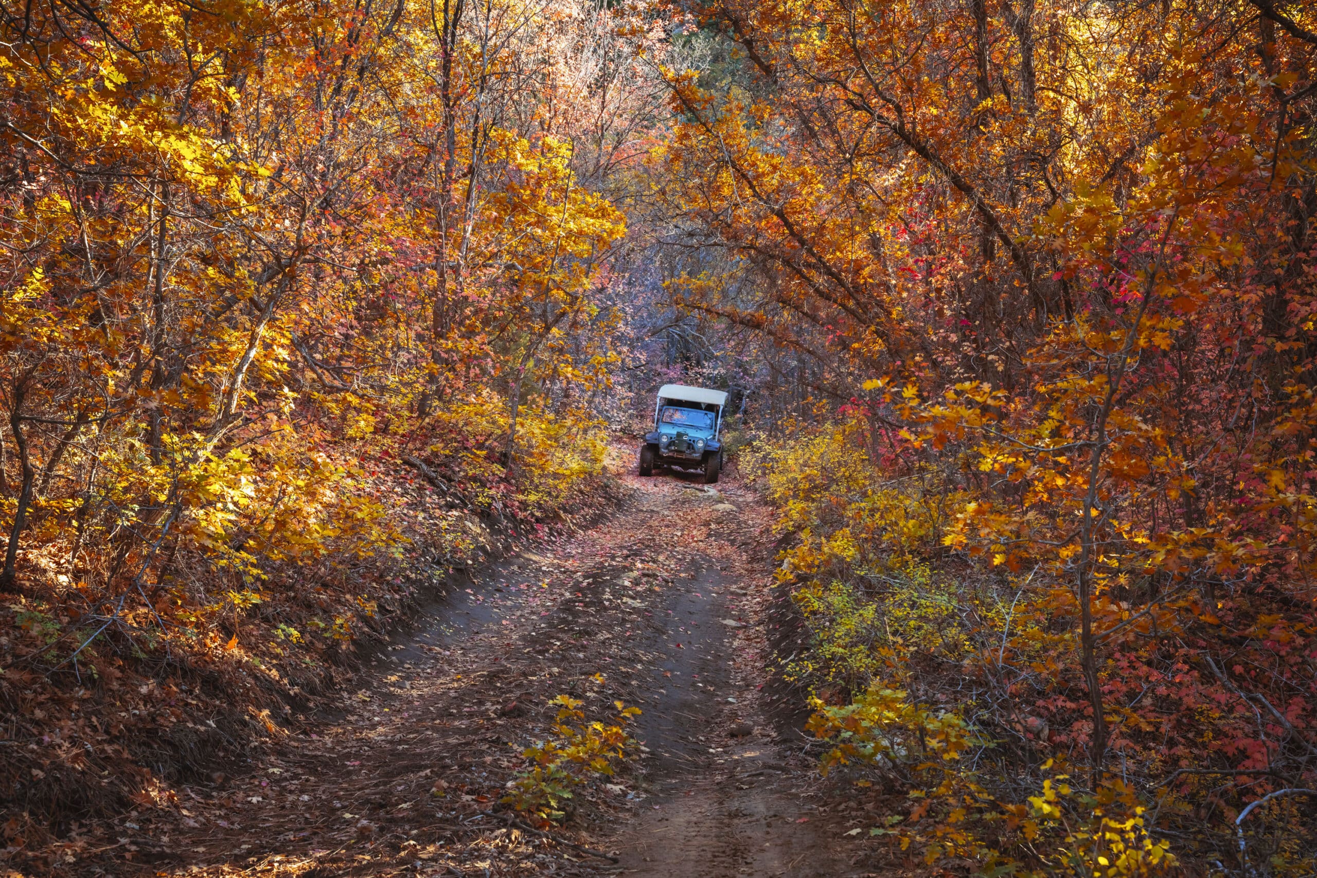 Brushy Cove Fall Jeep Tour 15 A jeep driving through fall leaves