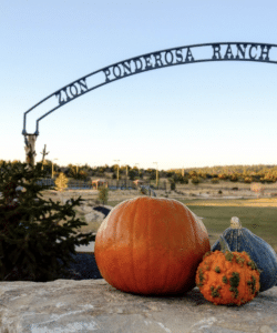 Pumpkins at Zion Ponderosa 