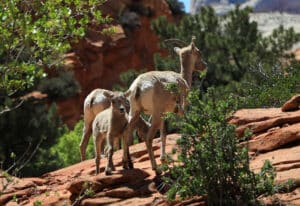 Leave no trace in Zion to protect wildlife